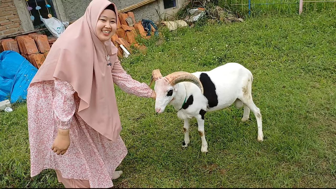 JAJALON SOLDOUT DI BOYONG KE SERANG BANTEN