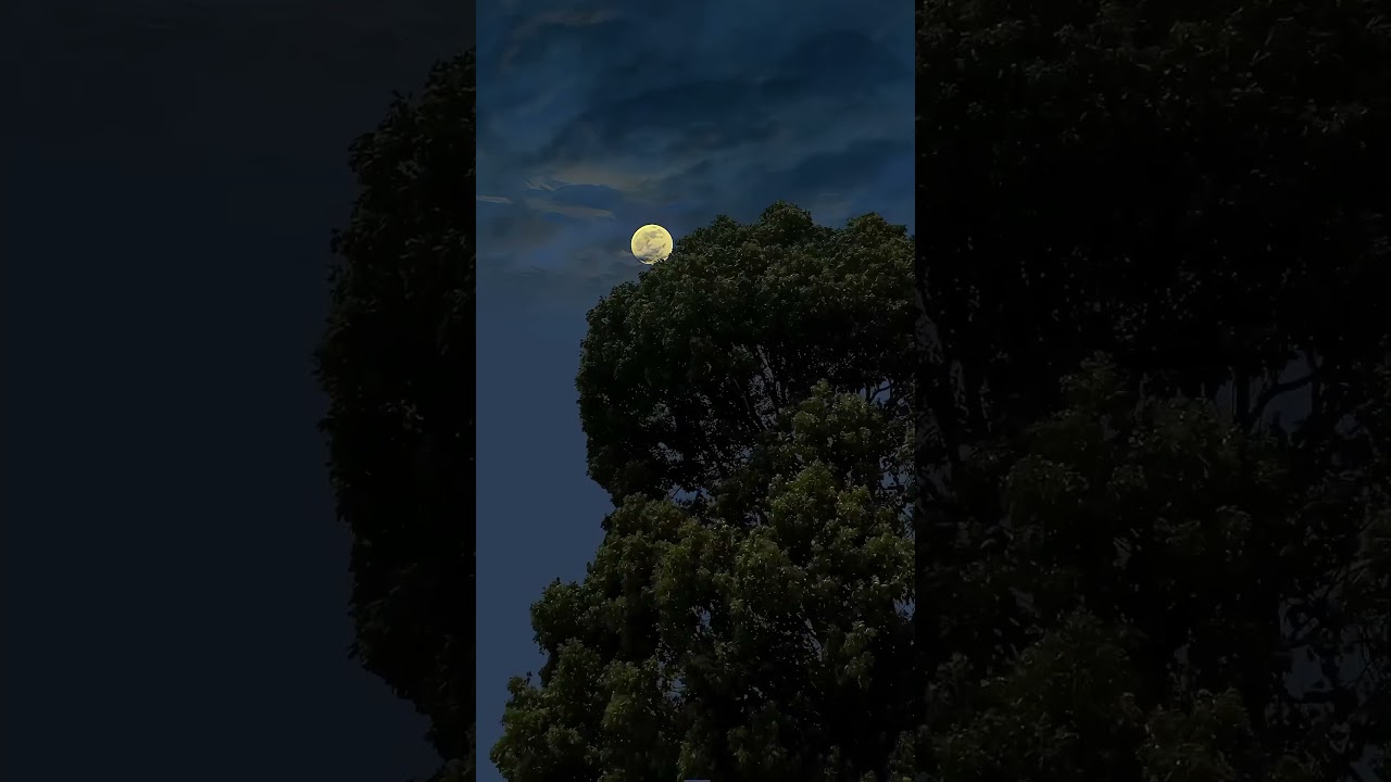 nature animation background video no copyright | free natural video | 