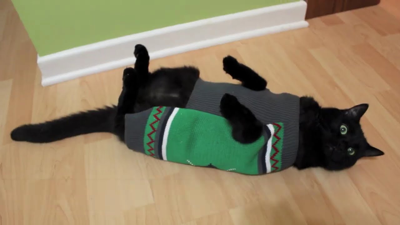 Preppy Cat (официальный клип) &mdash; N2 the Talking Cat