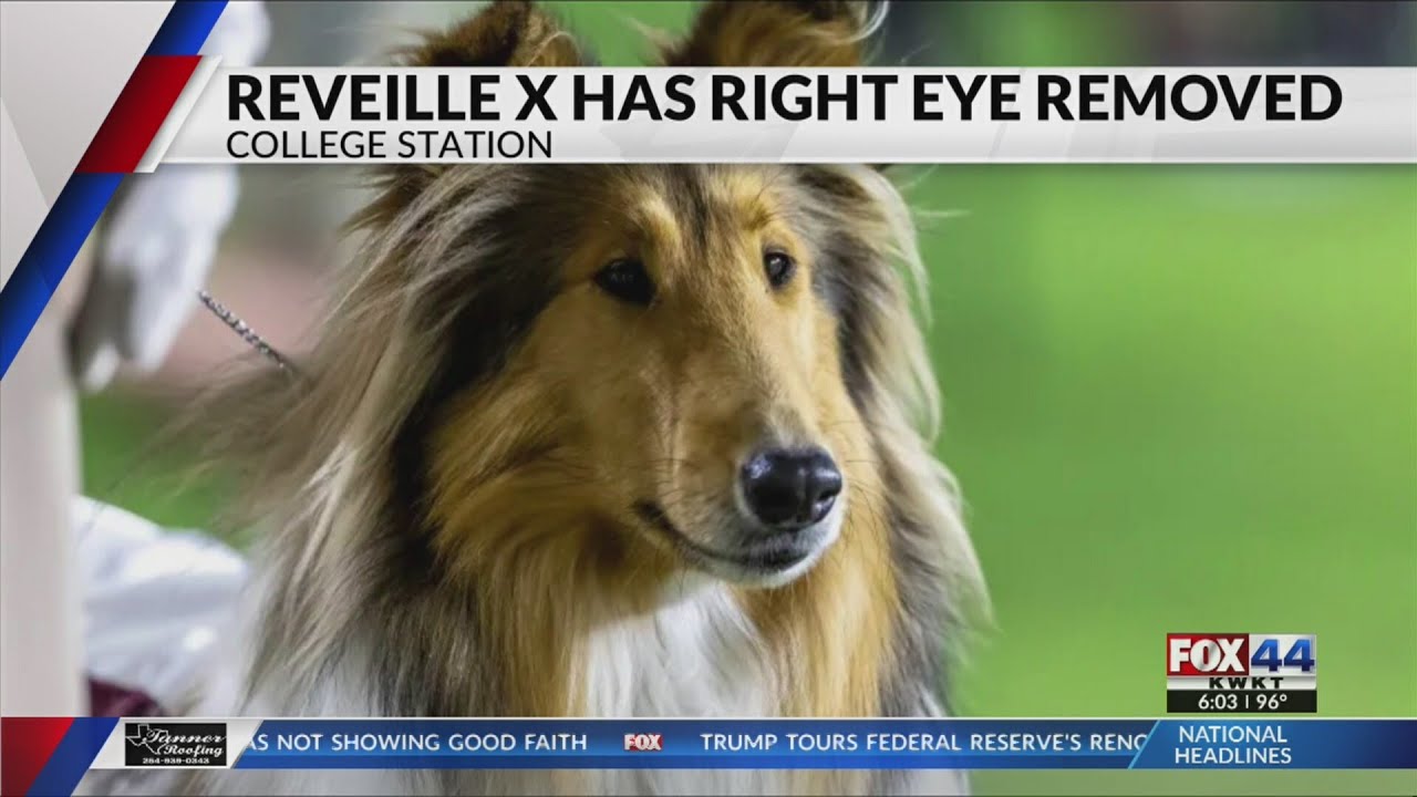 A&M's Reveille X has eye removed after glaucoma diagnosis