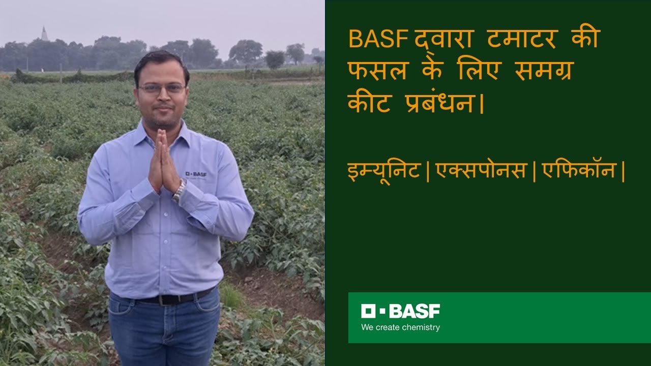 BASF द्वारा टमाटर की फसल के लिए समग्र कीट प्रबंधन। इम्यूनिट | एक्सपोनस | एफिकॉन |
