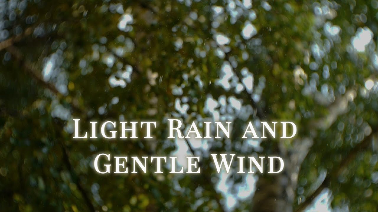 8 Hours of Light Rain and Gentle Wind | Sleep Instantly | Rain Sounds for Deep Rest