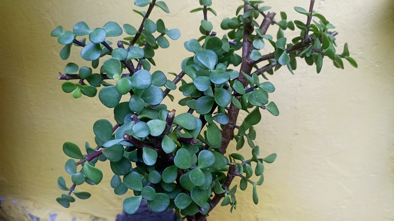 como ter portulacaria afra em forma de arvoreta com tronco trançado