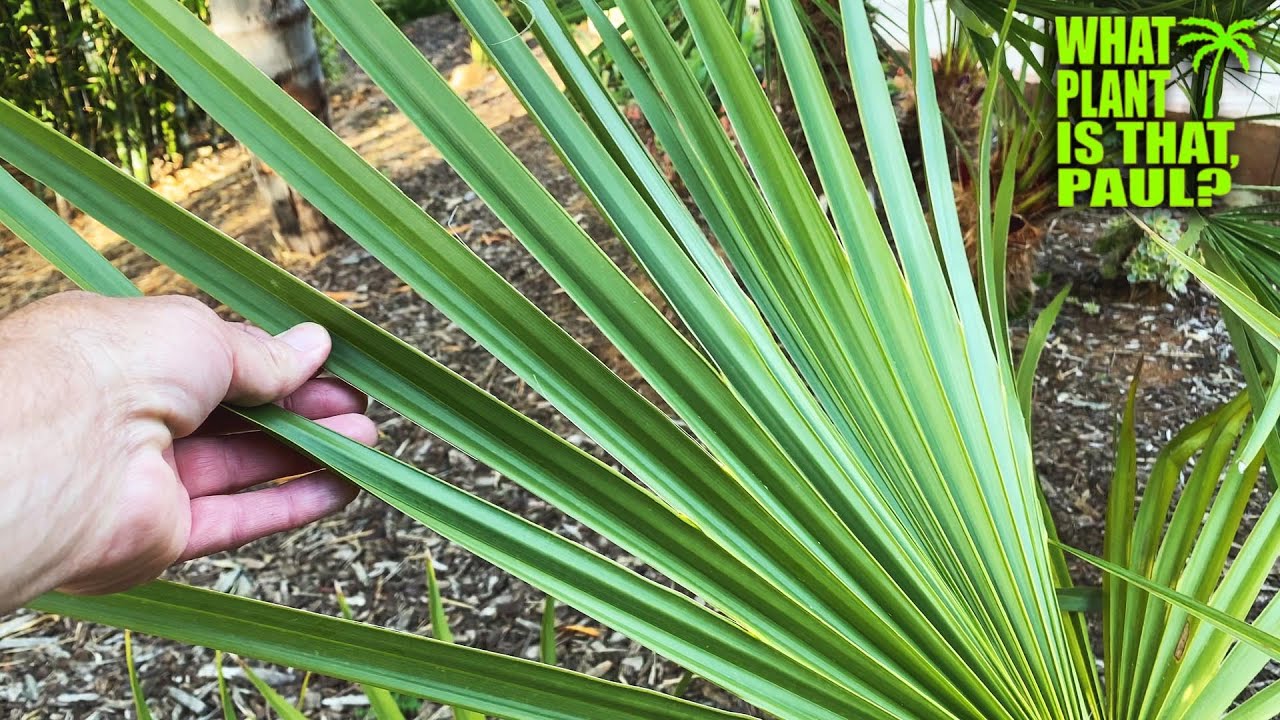 Sabal Mexicana - Stately and Robust, Texas Sabal Palms grow up to 50’ tall /  Tolerates Drought