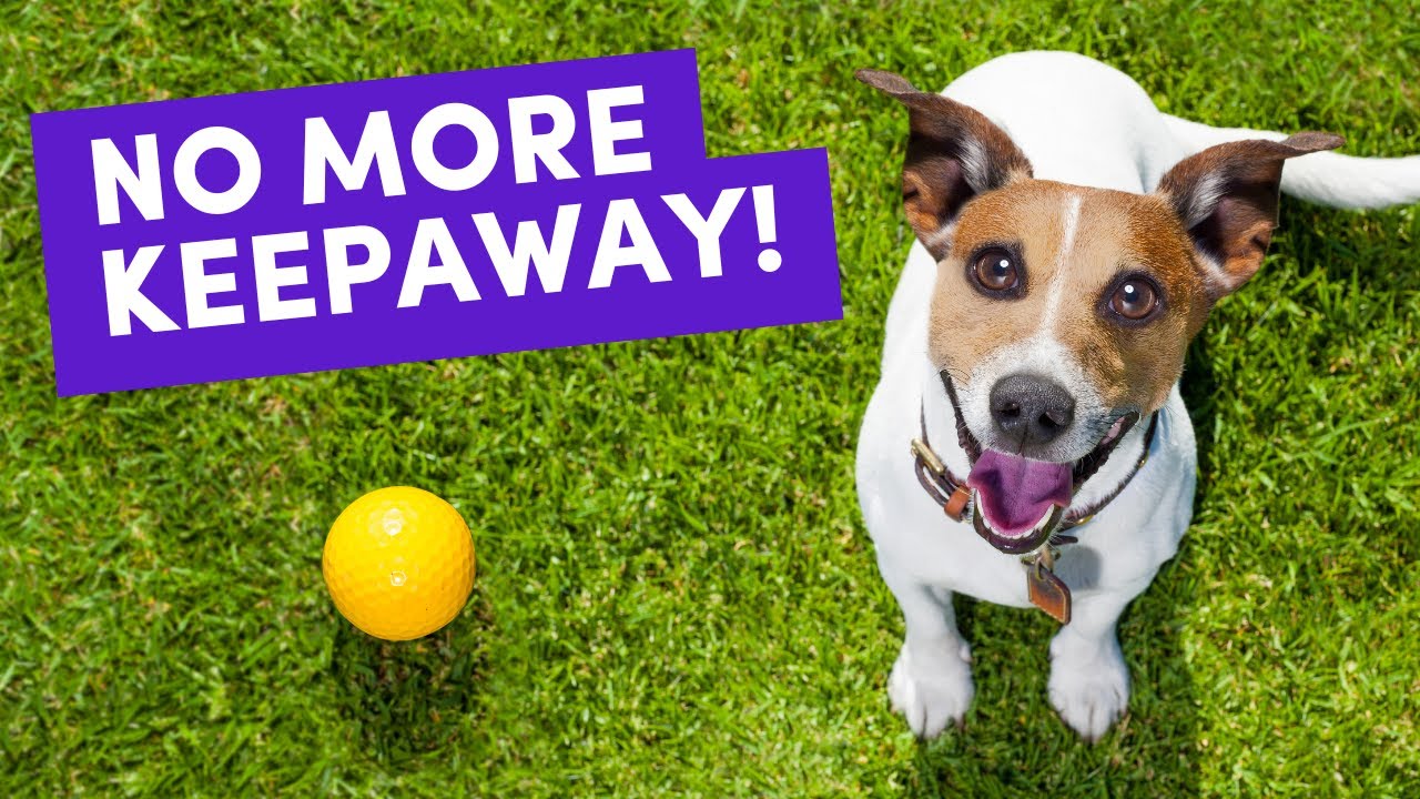 Teach Your Dog to Drop Anything &mdash; Even at a Distance! (