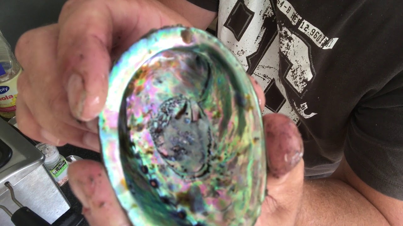 How to shell a paua
