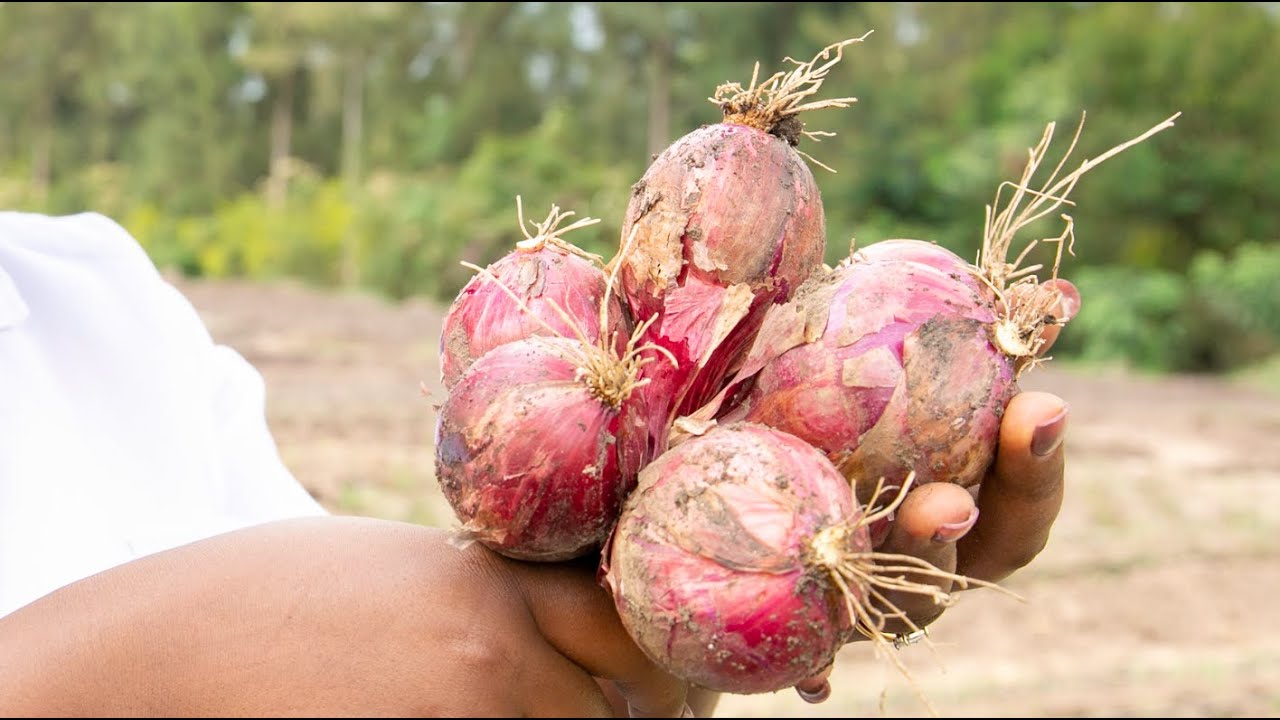 Sobanukirwa ubuhinzi bw'ibitunguru | Tera Intambwe Muhinzi Mworozi