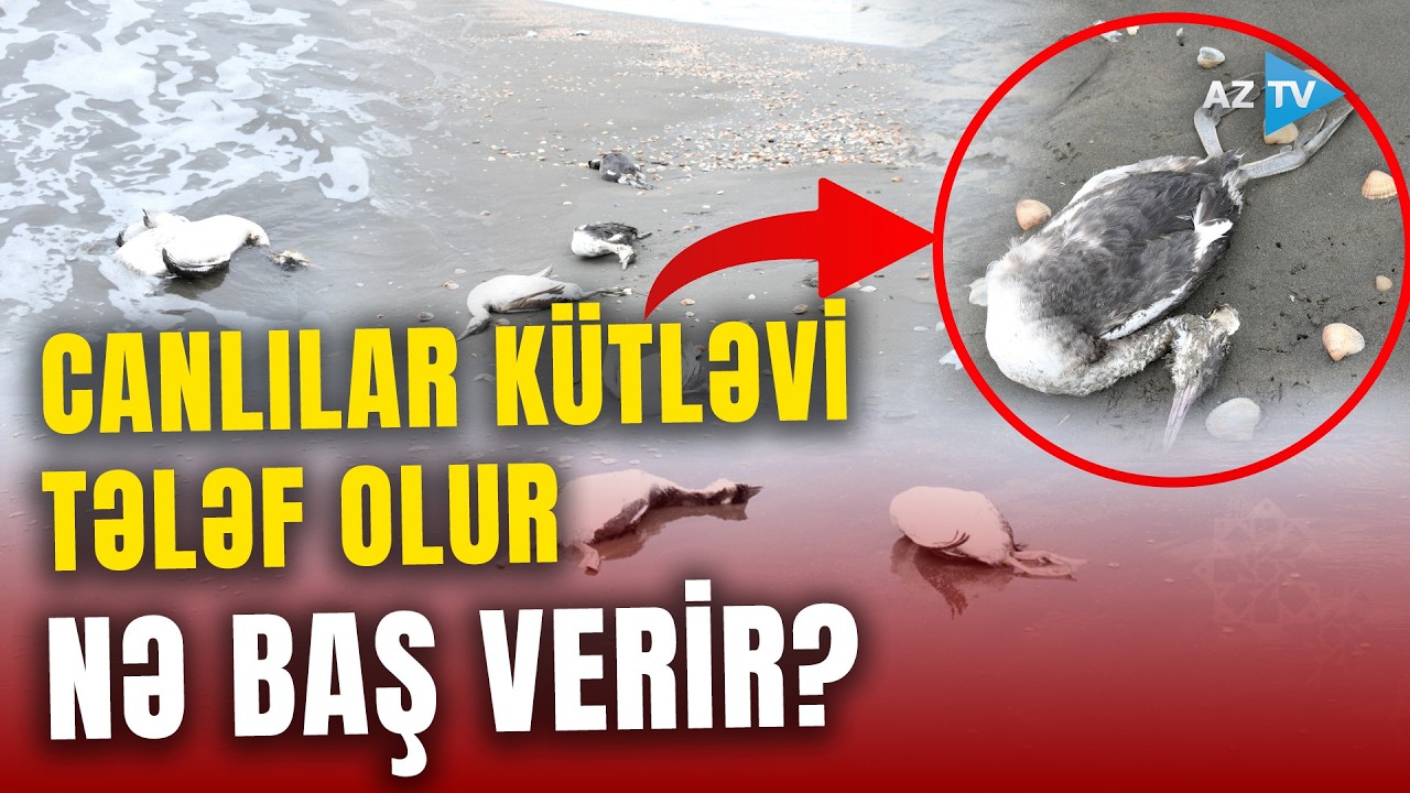 Kilometrlərlə uzanan quş cəsədləri: Xaçmazda NƏ BAŞ VERİR? – Xəzər sahilindən DƏHŞƏTLİ MƏNZƏRƏ