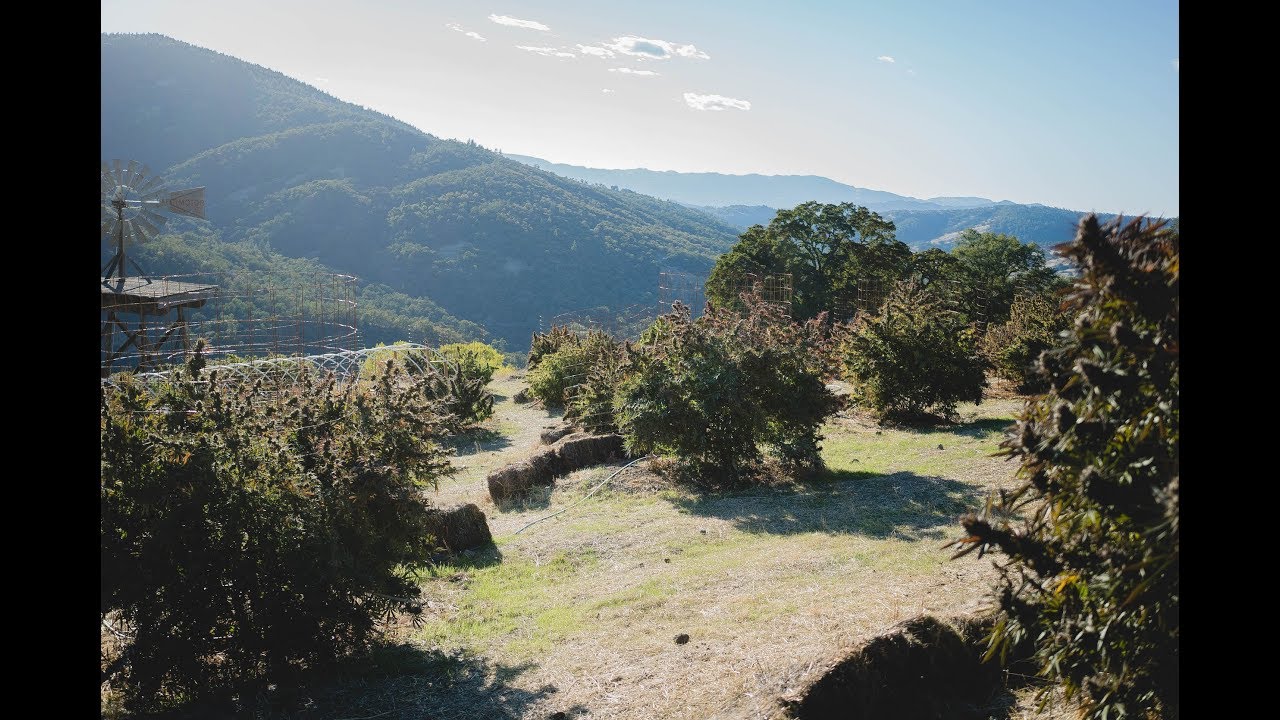 The 2019 West Coast Weed Tour With Respect My Region