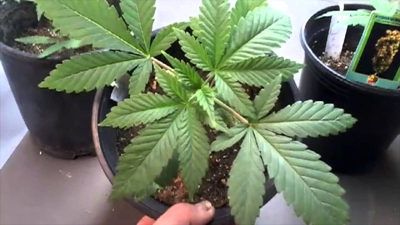 The social Grow Delta9Labs Landrace