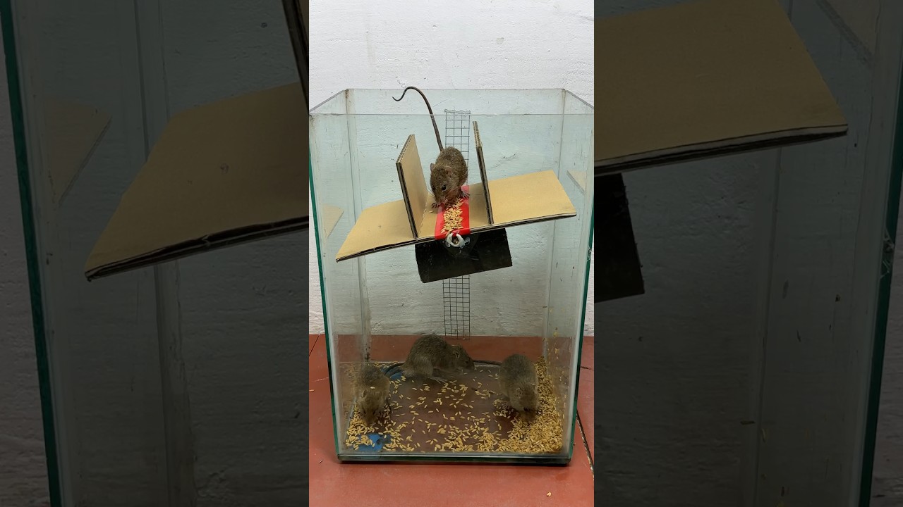 Great homemade mouse trap idea from cardboard 2024 #rat #rattrap #mousetrap #shorts