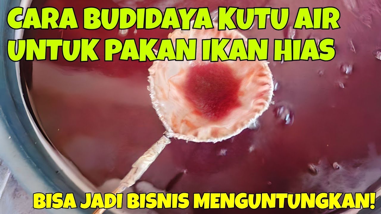 CARA BUDIDAYA KUTU AIR UNTUK PAKAN IKAN HIAS || BISA JADI BISNIS MENGUNTUNGKAN!