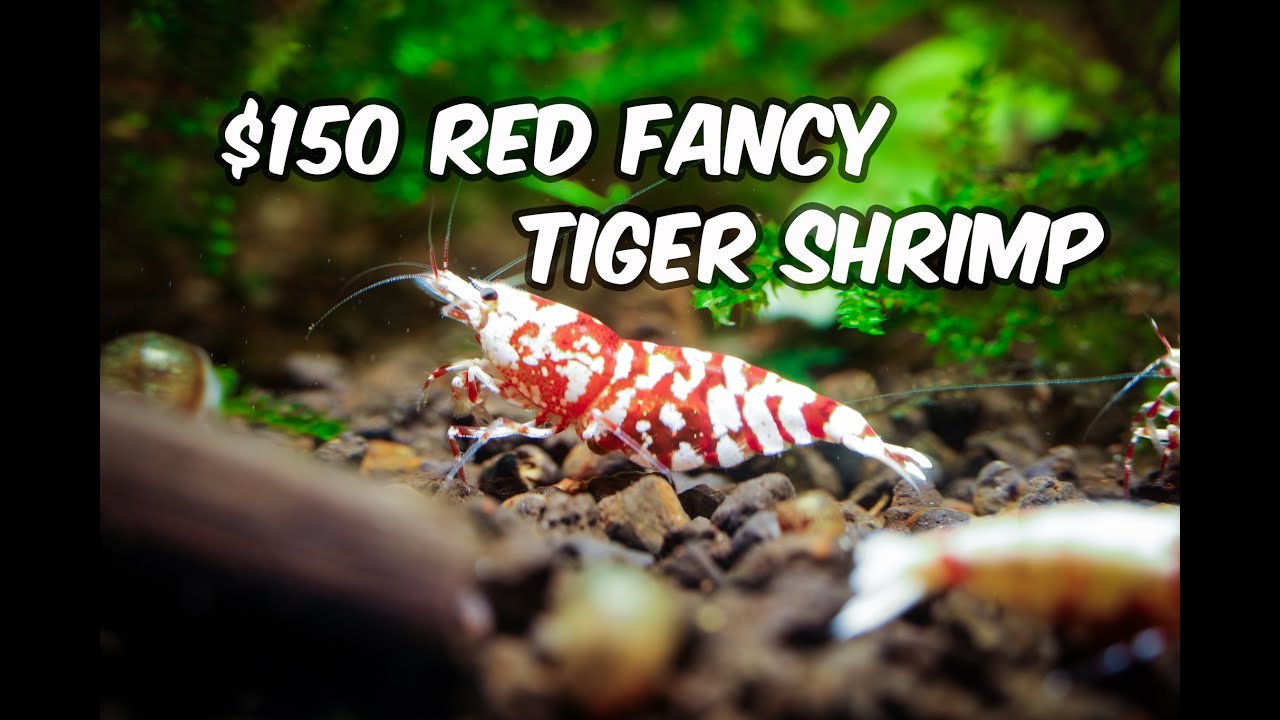 From $150 Each to 80% Culls: My Journey with Red Fancy Tiger Shrimp