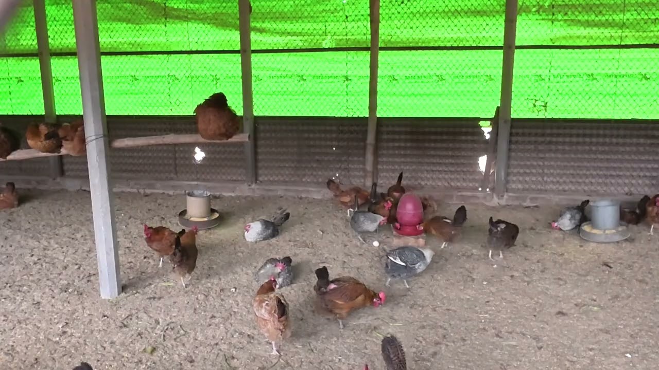 Layer chickens enjoying their time | লেয়ার মুরগি বেশি ডিম দেওয়ার জন্য সেরা