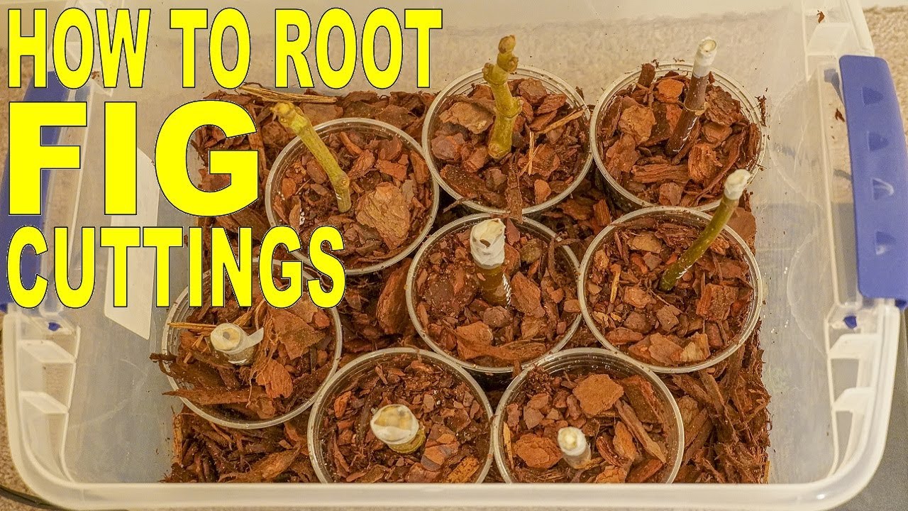 Rooting Fig Cuttings - Improved Propagation Method Using Cups