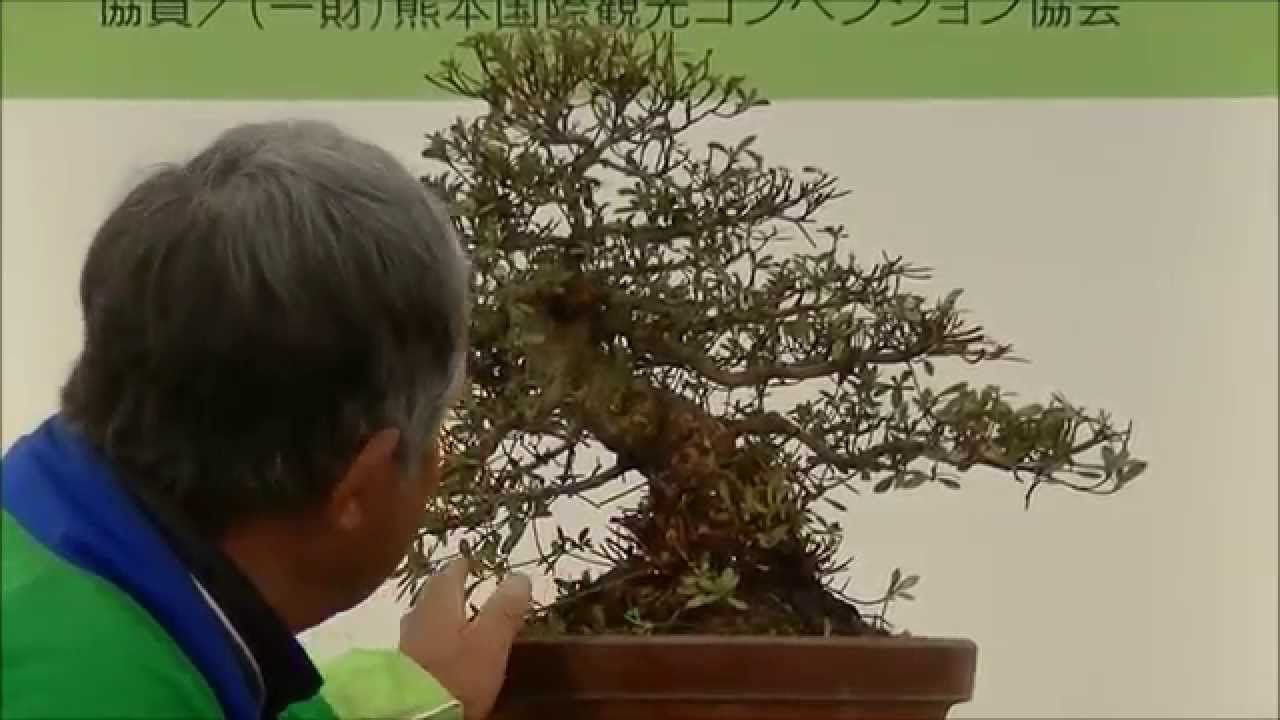 さつき盆栽の講習会 ５鉢目 Making Satsuki Bonsai