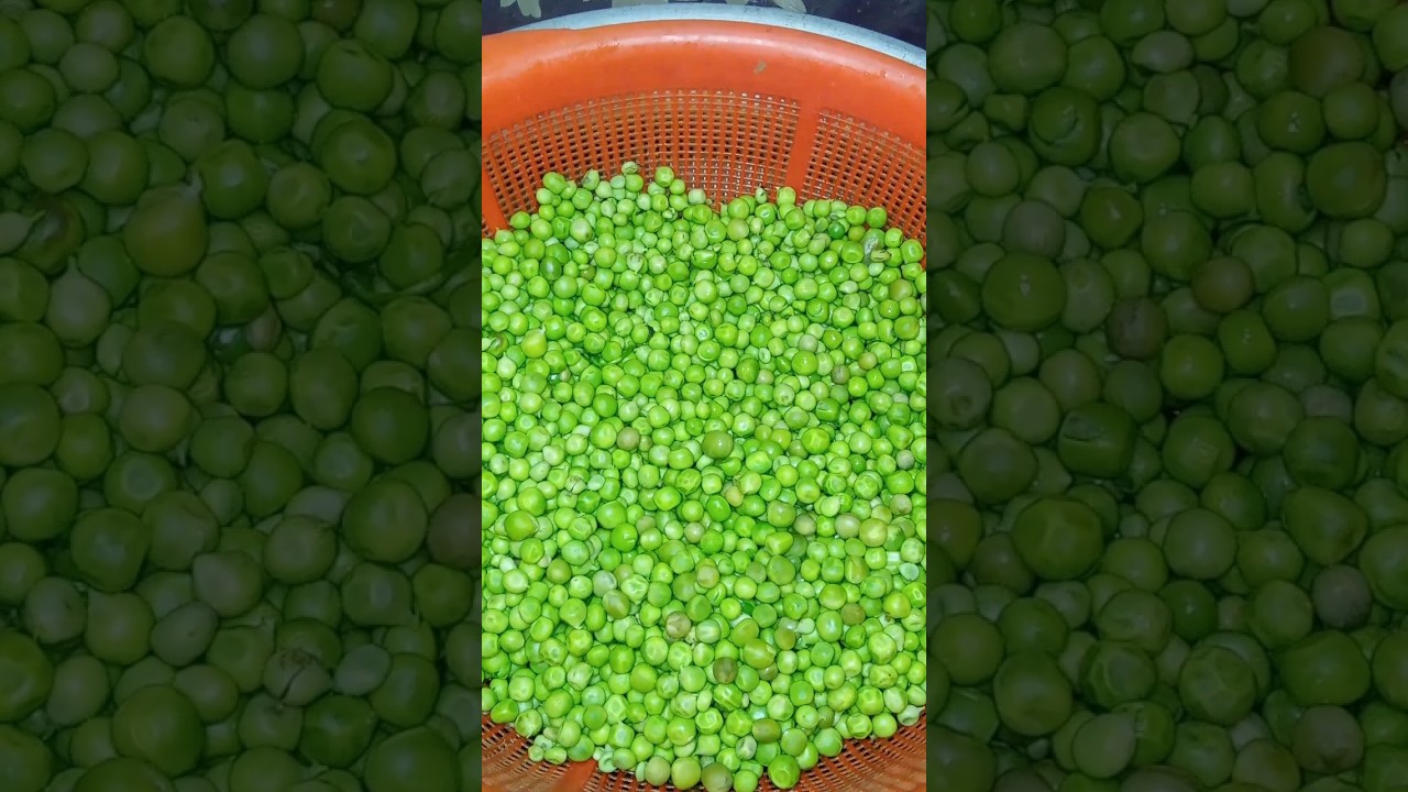 মটরশুঁটি ফ্রোজেন  পদ্ধতি। 
