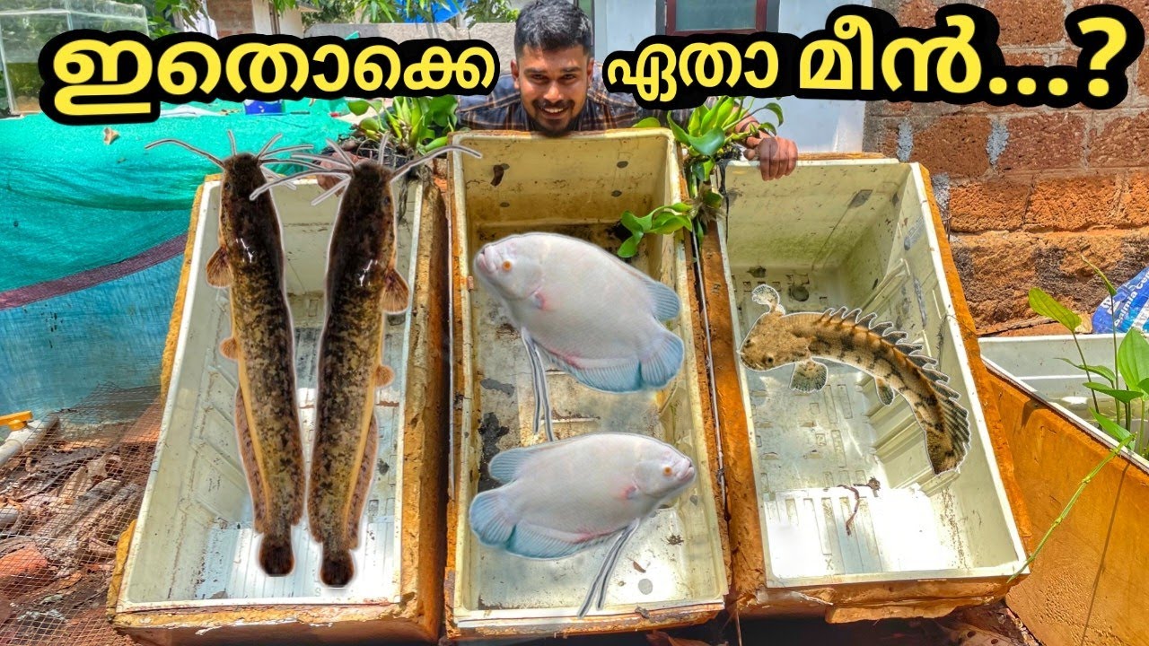 ദൈവമേ...ഇത്ര അതികം മോൺസ്റ്റർ ഫിഷുകളോ...😱😳 | monster fish tank cleaning | monster fishes