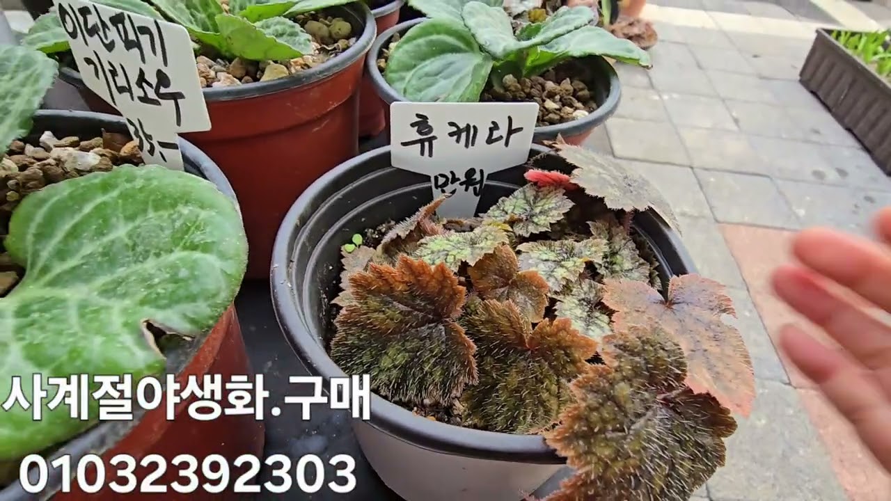사계절야생화.구매.01032392303#무늬천리향..라라페로지아.층층둥굴레빨강.토키싸리.두메자운영.바비아나.이단피기기리소우.털도단.휴케라.러넌큐러스 