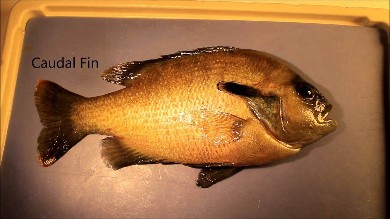 Fish Fins: Proper Terminology & Basic Functions