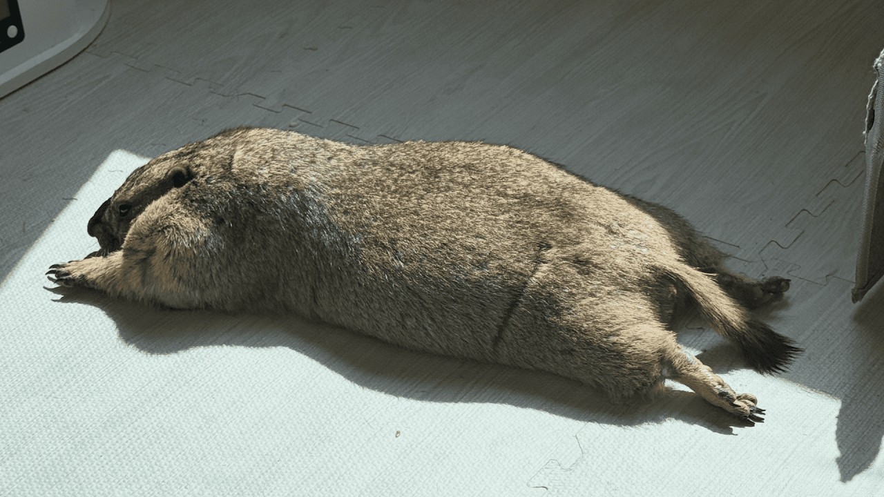 Marmots, Just as They Are
