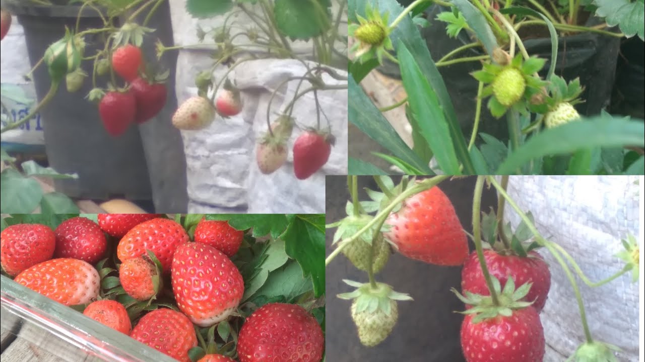 Ep.5  พาชมสตอเบอรี่ / วิธีบำรุงต้นสตอเบอรี่ / พาเก็บสตอเบอรี่🍓🍓🍓🍓🍓 (ปลูกแบบอินทรี100% )
