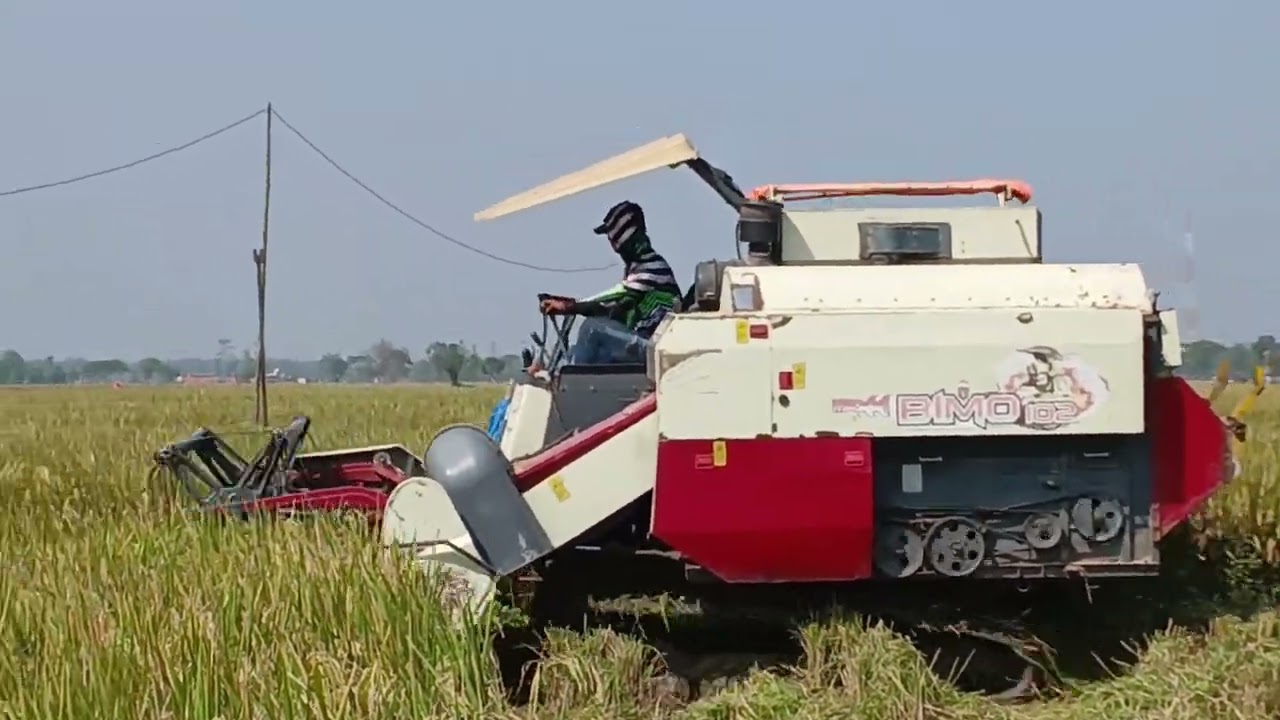 Panen padi inpari 32