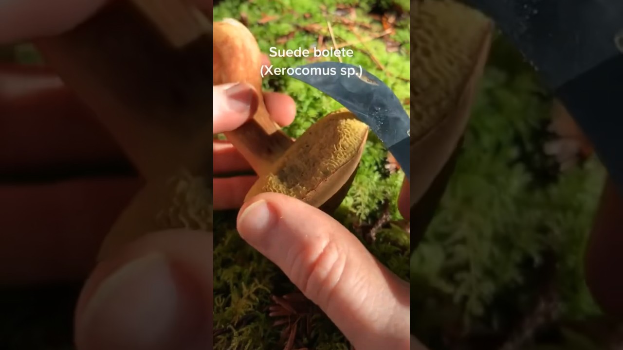 Slicing a Suede Bolete (Xerocomus), Edible Mushroom