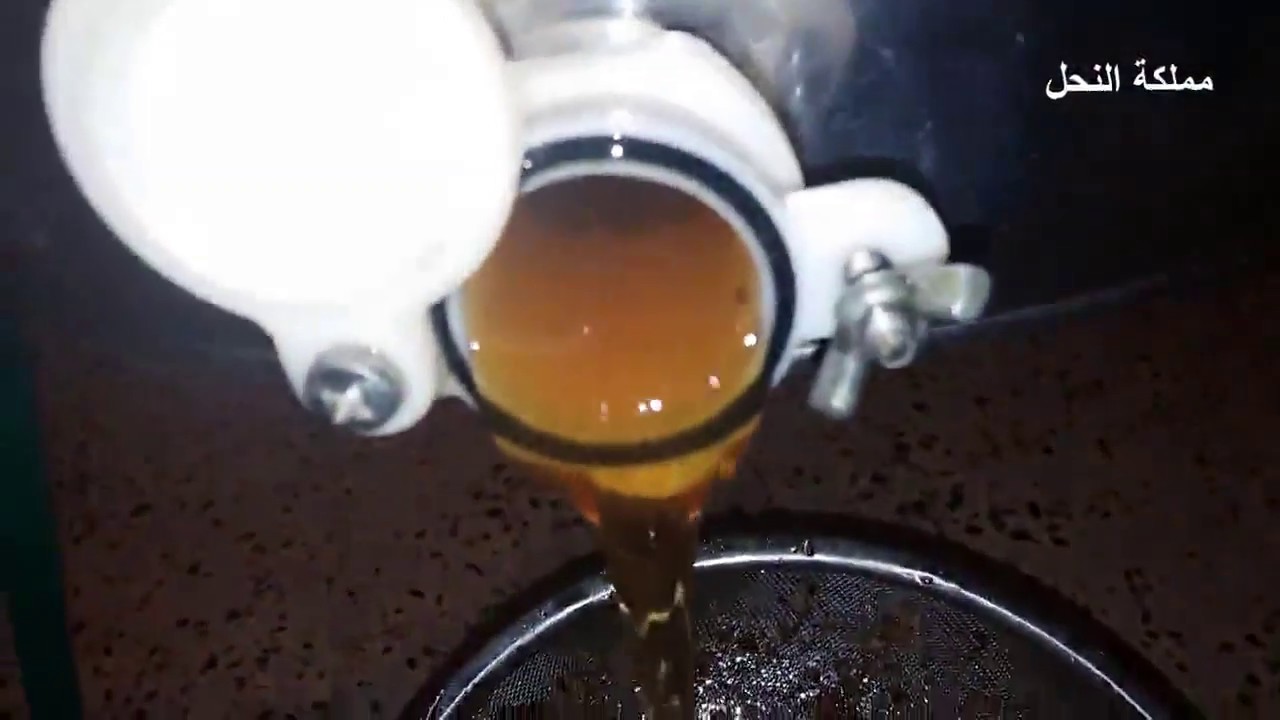 فرز العسل وتصفيته وصبه في المنضح
