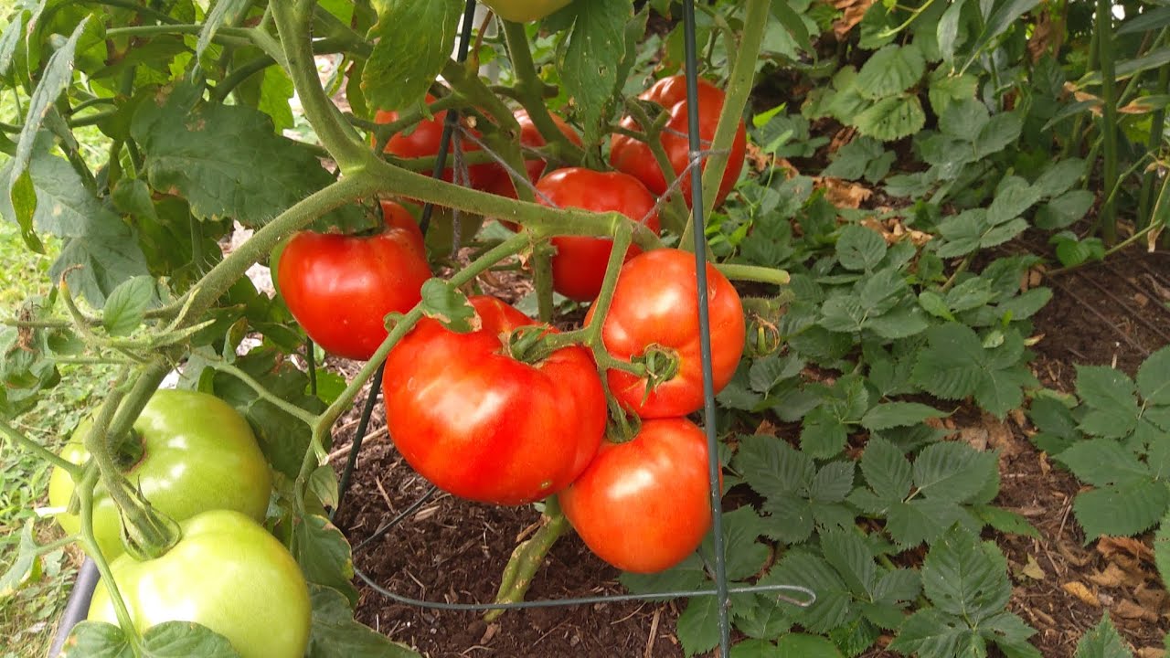 3rd Harvest Of Hossinator And Red Snapper Tomatoes 9/12/23