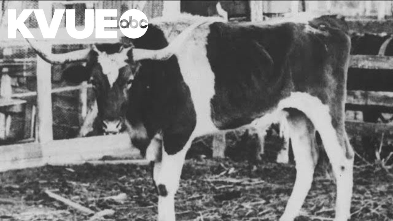 The origins of Bevo | The Backstory