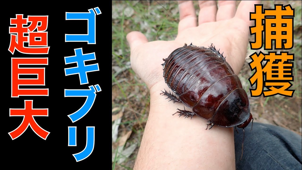 世界最大のゴキブリ『ヨロイモグラゴキブリ』を捕まえる/オーストラリア【なぜかカブトムシも採れた】Catch world biggest roach, GIANT BURROWING COCKROACH