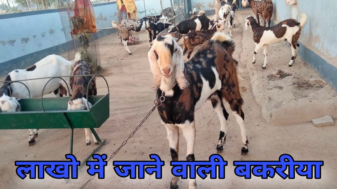 Top Nasal Ke Bakri & bakre ke pehchan kese kre 👉 Dekhiye video #gotfarmkhandela #gotfarming #goat