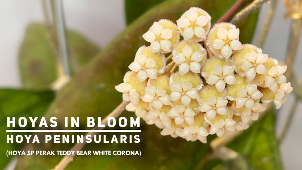 HOYAS IN BLOOM | HOYA PENINSULARIS (Hoya sp Perak Teddy Bear &ldquo;white corona&rdquo;)