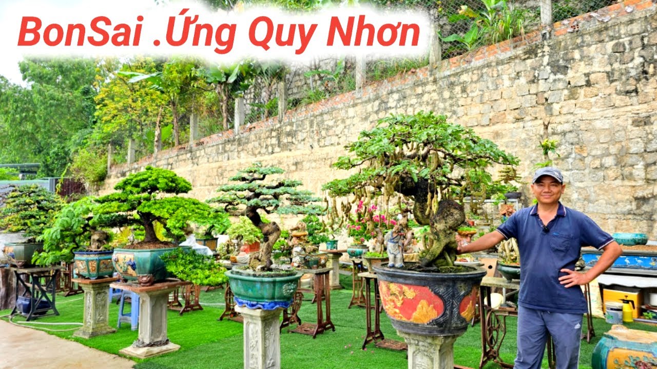 BonSai Ứng Quy Nhơn. Giao Lưu Nhiều Tác Phẩm Nghệ Thuật Cây Cảnh Đẹp Lh Zalo 