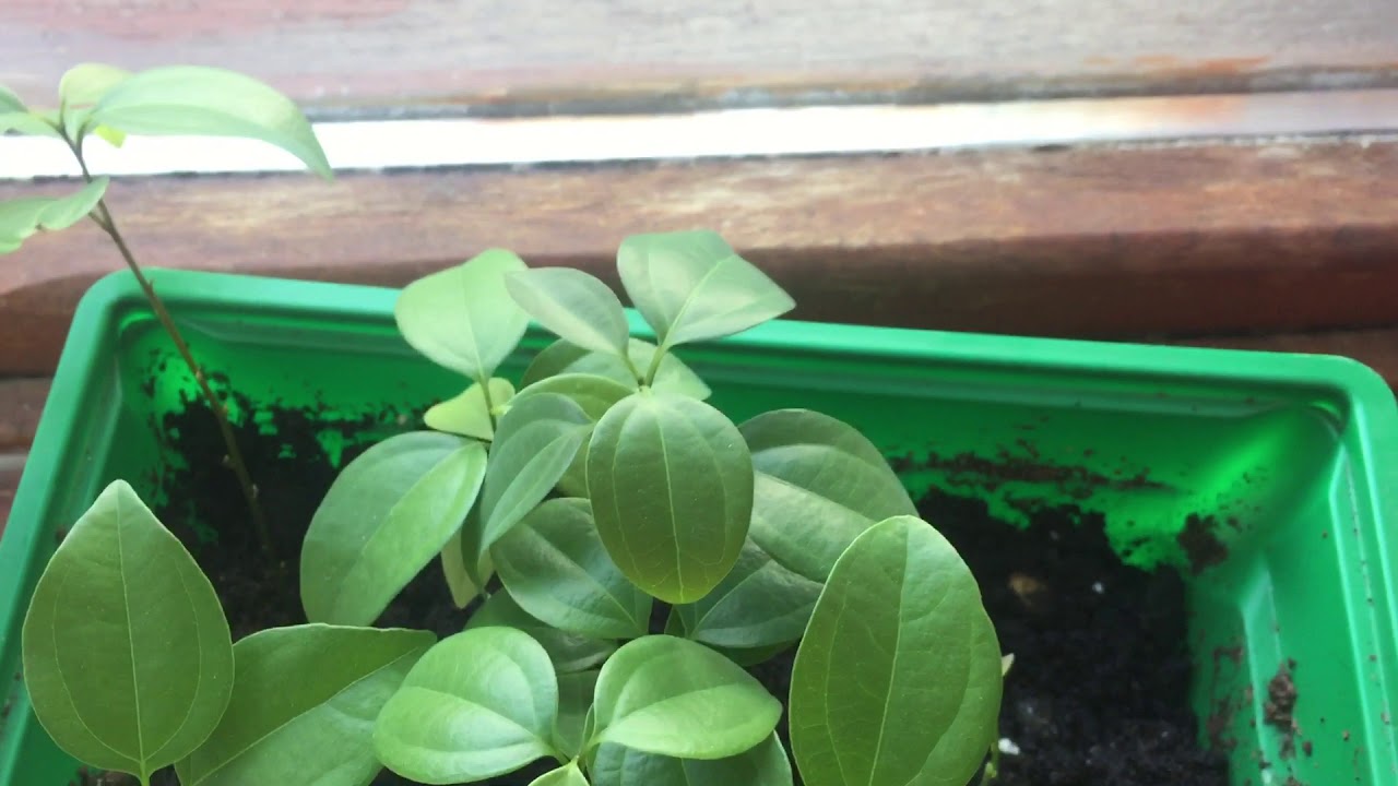 Growing Cinnamon, Ginger,  Turmeric  & Thai Betel leaf in the UK