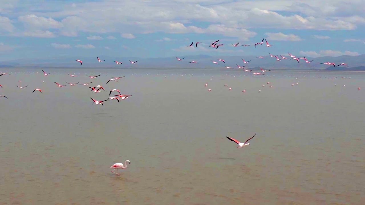Experience Flight Like A Flamingo | The Wild Place | BBC Earth