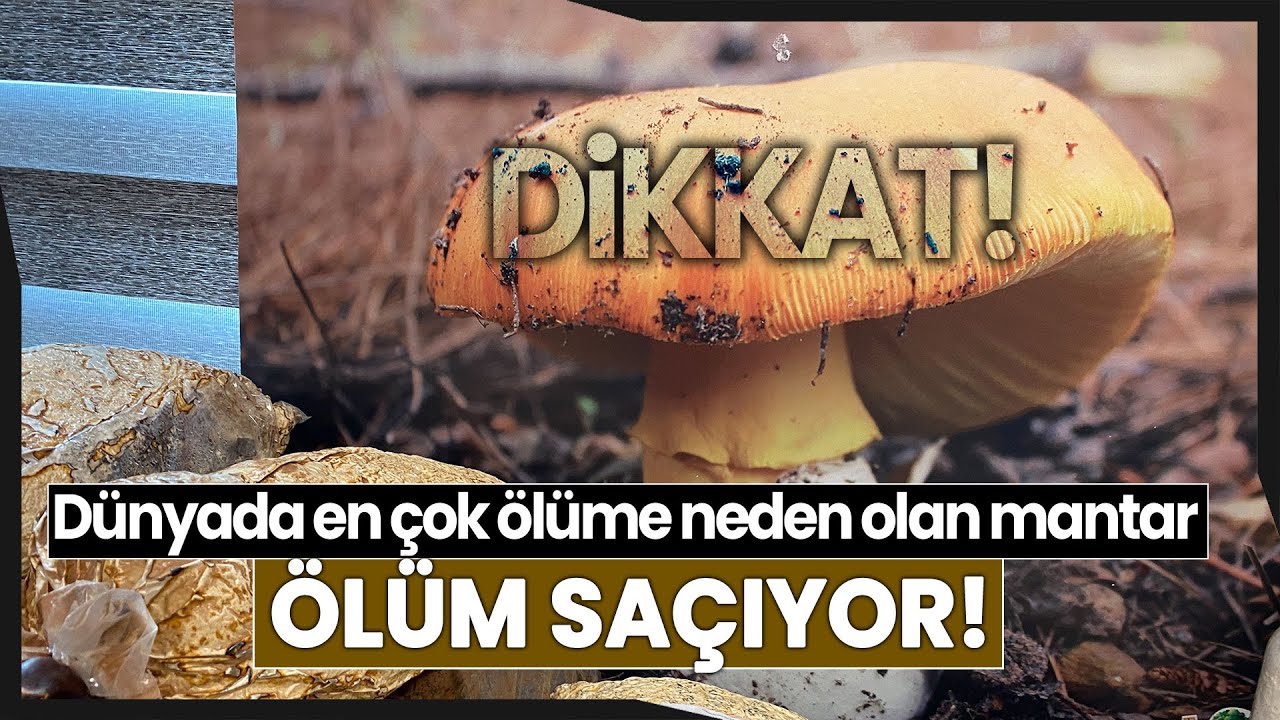 Doğa'da Sıklıkla Rastlanan 'Köy Göçüren Mantarı' Zehri İle Ölüm Saçıyor