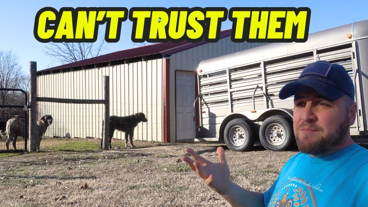 Couldn’t Risk The Puppies Getting Hurt | They Had To Go!