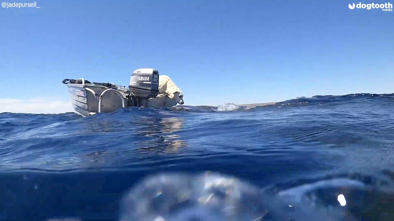 Labrador Kisses Friendly Whale Shark on Nose || Dogtooth Media