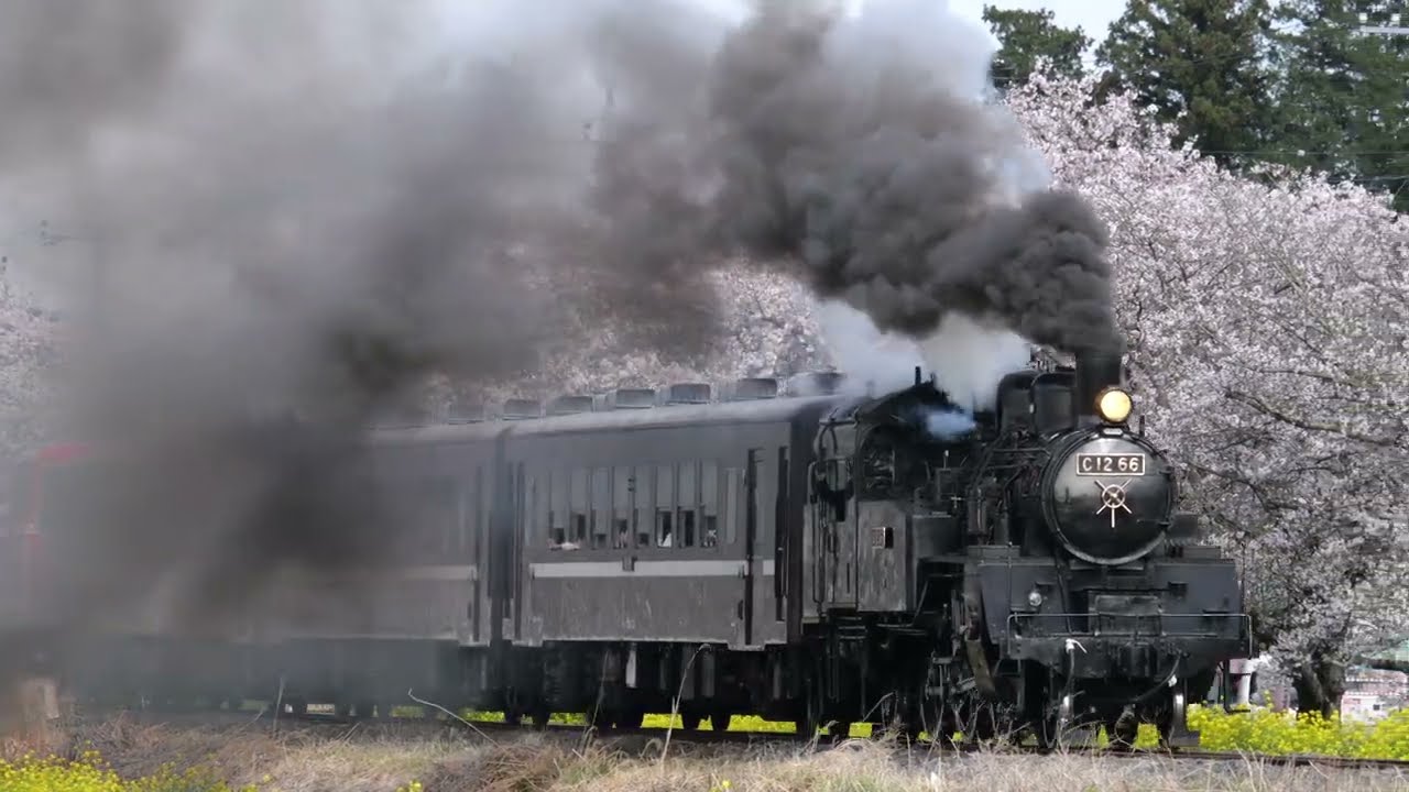 【2025桜🌸真岡鉄道】「SLもおか」桜と菜の花の季節 [Moka railway] Steam locomotive class C12 'SL Moka' in spring 2025.4.12