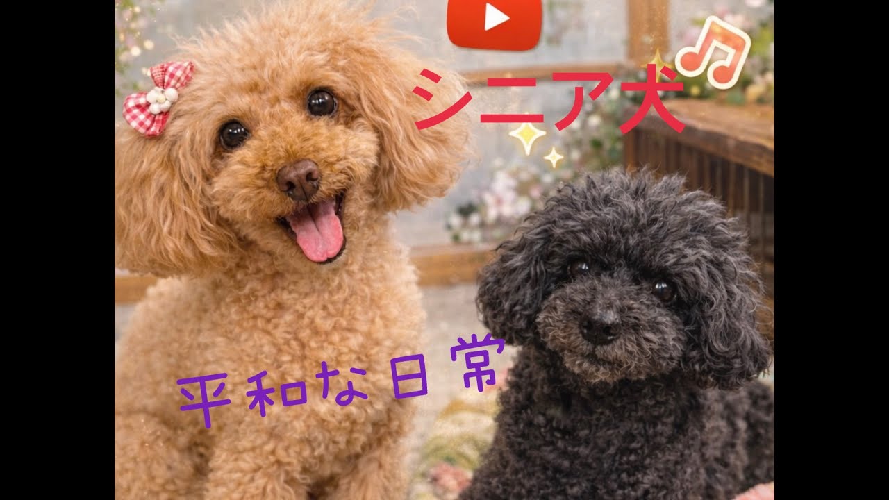 シニア犬トイプードルの平和な日常