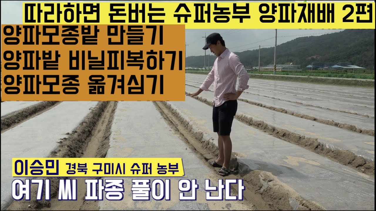 [한국농수산TV] 따라하면 돈 벌 수 있는슈퍼농부 양파재배기술 2편! 모종을 본 밭에 어떻게 심는게 좋은 방법 일까요? 경북 구미
