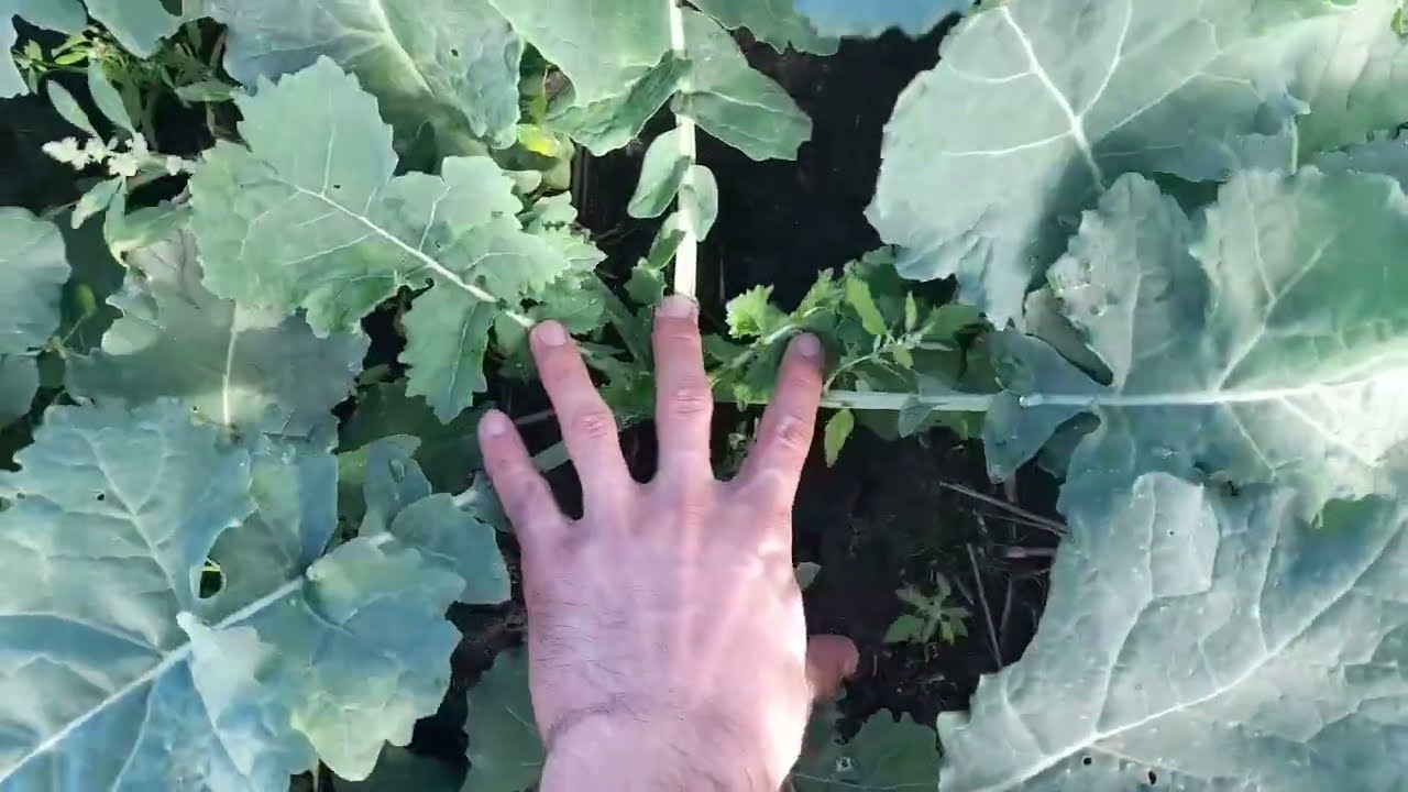 Rzepak Zakrywa Ziemię - Jęczmień w Fazie Dwóch Liści - Przegląd plantacji #66