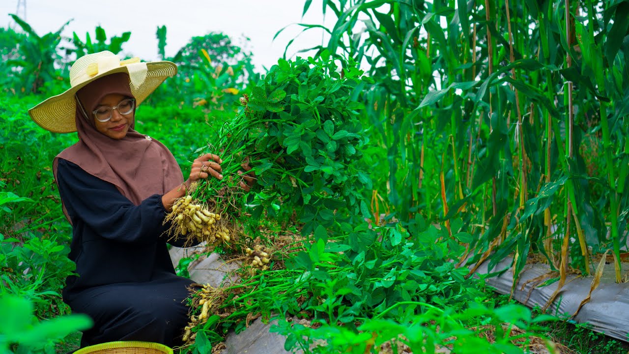 Panen Kacang Tanah, Merebus Kacang, Menggoreng Pisang, dan Membuat Wedang Uwuh | Kampung Asri