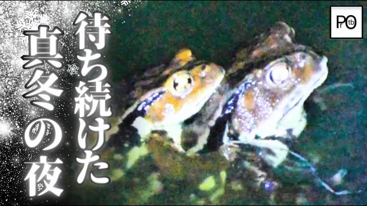 真冬、カエルの産卵を待ち続けた夜。