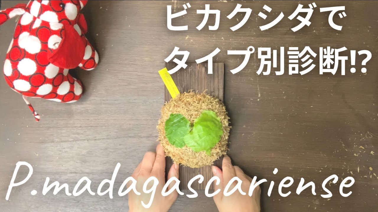 ビカクシダマダガスカリエンセ 好きな植物で、人見知りかどうかわかる？ wifeの勝手なタイプ別診断の話し Platycerium madagascariense 板付けご依頼ありがとうございます😊