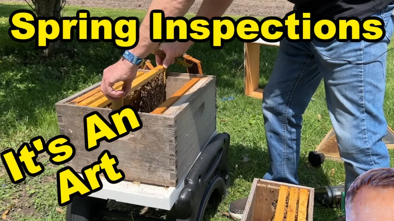 Beekeeping: The Art of Spring Inspections