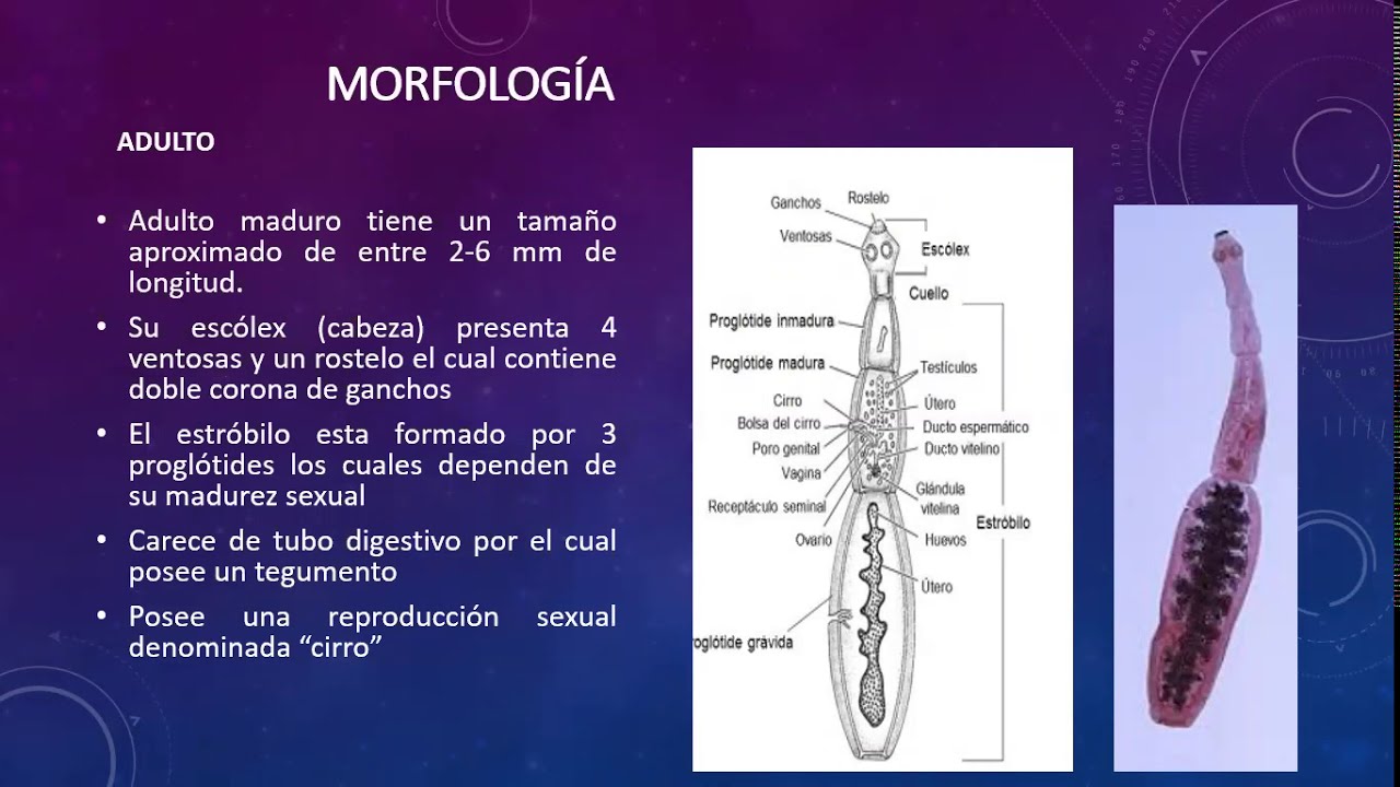 Echinococcus Granulosus - Parasitología PUCE 2020
