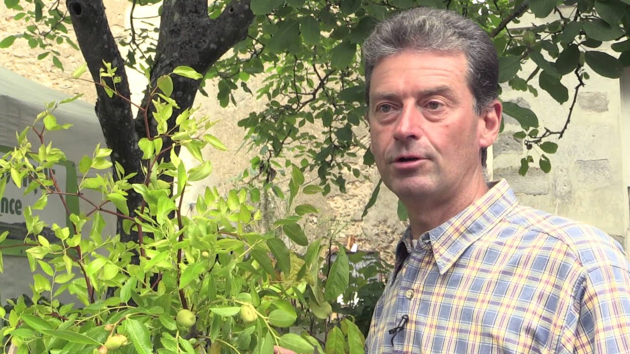 Le JUJUBIER : l'ARBRE FRUITIER MÉCONNU à PLANTER dans le JARDIN